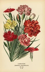 Œillet, Dianthus caryophyllus