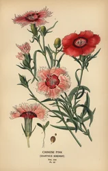 Œillet de Chine, Dianthus chinensis