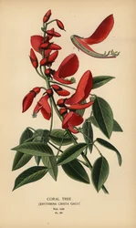 Arbre de corail, Erythrina crista-galli