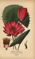 Nénuphar égyptien, Nymphaea lotus