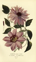 Variétés de clématites de jardin
