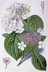 Hortensia, début du 20ème siècle (illustration)
