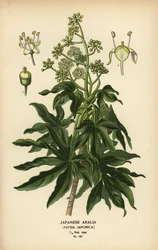 Aralie du Japon ou plante à papier à feuilles brillantes, Fatsia japonica