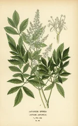 Spirée japonaise, Astilbe japonica