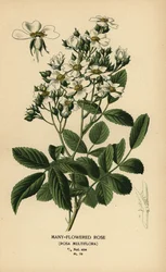 Rosier multiflore, Rosa multiflora