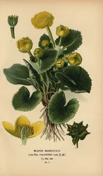 Populage des marais, Caltha palustris