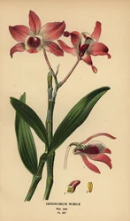 Orchidée dendrobium noble, Dendrobium nobile. Chromolithographie d