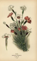 Œillet, Dianthus plumarius