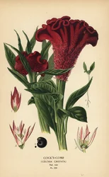 Célosie plumeuse ou célosie argentée, Celosia argentea (crête-de-coq, Celosia cristata). Chromolithographie d