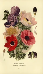 Anémones couronnées, Anemone coronaria
