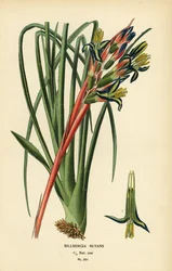 Plante larmes de la reine, Billbergia nutans. Chromolithographie d