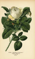 Rose Baronne Rothschild, hybride perpétuel.