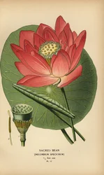 Fève sacrée ou lotus indien, Nelumbo nucifera