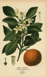 Orange douce, Citrus x aurantium