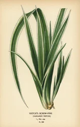 Pandanus tectorius (Pandanus veitchii). Chromolithographie d