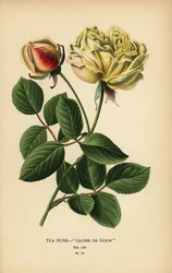 Hybride de rose thé, Gloire de Dijon, Rosa × odorata