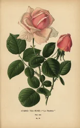 Rose hybride, La France, Rosa × odorata