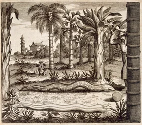 Le serpent de pierre, de China Illustrated par Athanasius Kircher (1601-80) 1667