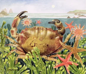 Crabe sillonné avec étoile de mer sous l