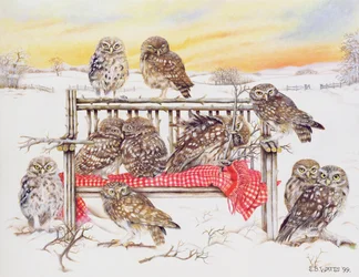 Petits hiboux sur un banc de brindilles, 1999