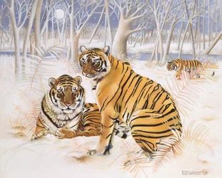 Tigres dans la neige, 2005