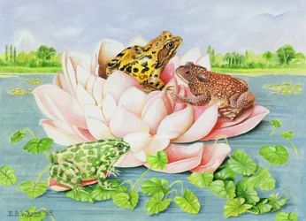 Nénuphar, 1998