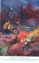 Un paradis de beauté sous la mer, illustration de 