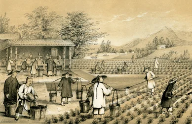Culture et préparation du thé, Chine, 1847