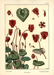Le Cyclamen