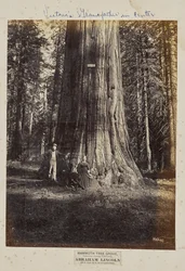 Mammoth Tree Grove, comté de Calaveras, Californie. Abraham Lincoln. 320 pieds de haut, 54 pieds de circonférence