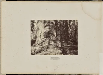 Mammoth Tree Grove, comté de Calaveras, Californie. Le groupe des sorcières de Salem. Hauteur moyenne de 300 pieds, circonférence de 65 pieds.