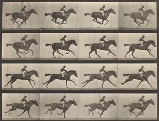 Numéro de planche 626. Gallop, jument baie pur-sang, Annie G.
