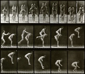 Locomotion animale