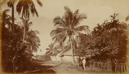 Palmier de cacao - Retalhuleu, Guatemala