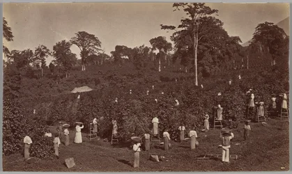 Récolte du café, Las Nubes (Guatemala)