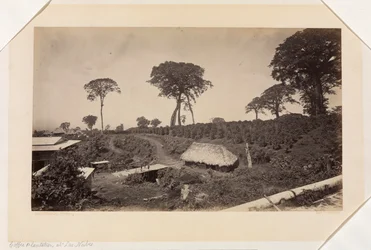 Plantation de café à Las Nubes, Guatemala