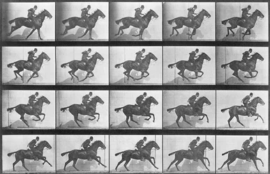 Cheval au galop, planche 628 de « Animal Locomotion », 1887