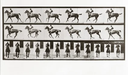 Cheval et cavalier, Planche 621 de Animal Locomotion, 1887