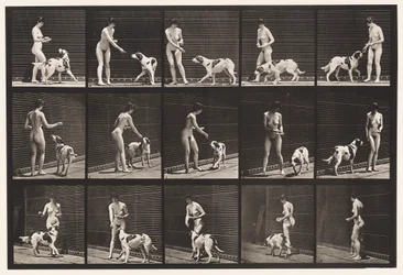 Plaque 514. Nourrissant un chien