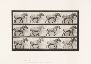 Planche 565. Traction; Cheval Belge Gris-Foncé Dusel