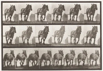 Traction; Cheval belge gris foncé Dusel, 1885