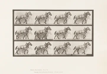 Traction; Cheval belge gris foncé Billy