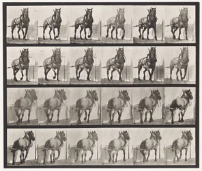 Planche 568. Traction; Cheval Belge Gris Foncé Billy