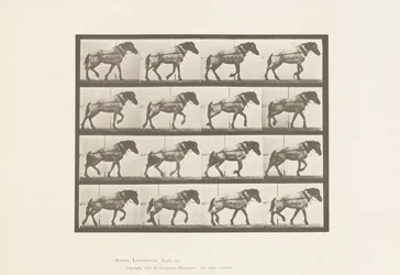 Traction; Cheval belge gris foncé Hansel, 1885