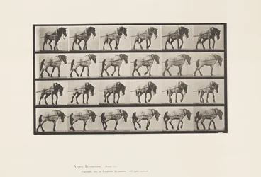 Planche 570. Tirer; Cheval belge gris foncé Hansel