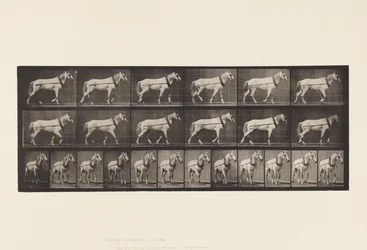 Planche 571. Tirer; Jument gris clair Johnson
