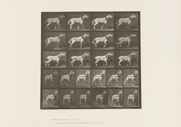 Traction; Tête tirée; Jument gris clair