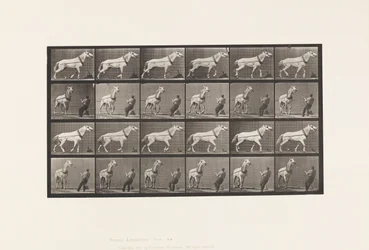 Traction; Homme tirant la tête; Jument gris clair