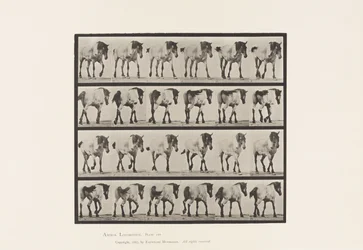 Planche 575. Marcher; Libre; Cheval belge gris foncé Hansel