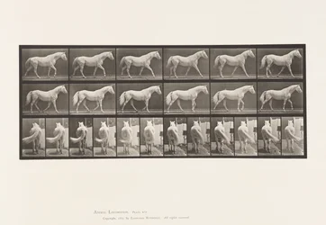 Planche 576. Marche; Libre; Cheval Gris Clair Eagle